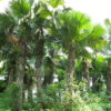 Cay-Co-4