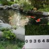 cuoi-ho-koi