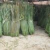La-co-dung-lop-chong-nong-cho-mai-ton